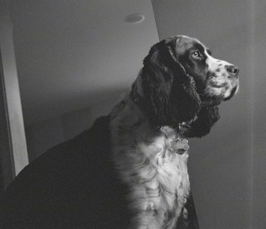 Right Profile - A black and white photo of Molly the English Springer Spaniel looking out of a window