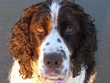 Close Up head shot - A wet Molly the brown and white English Springer Spaniel is sitting in sand