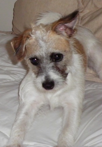 Lucky the white, tan and black Fo-Chon is laying on a white sheet on a human's bed and there is a tan pillow behind it