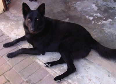 A black German Shepherd is laying on a concrete floor in front of a brick walkway and looking up