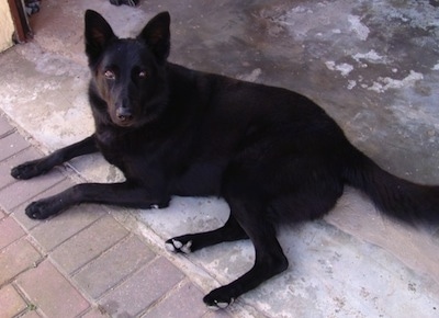 black alsatian dog