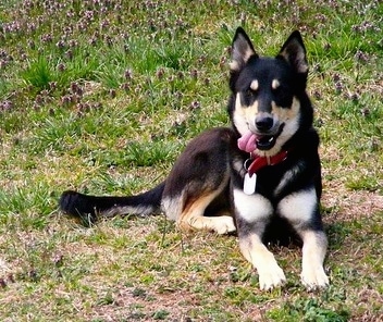 A black with tan and white Gerberian Shepsky is laying outside in grass with her tongue hanging out to one side of her mouth.