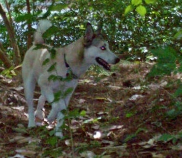 A white with tan and black Gerberian Shepsky is walking in a shaded wooded area in between trees