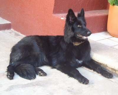 Side view - A black with a tuft of white longhaired German Shepherd is laying in front of a set of red cement stairs in front of a house.