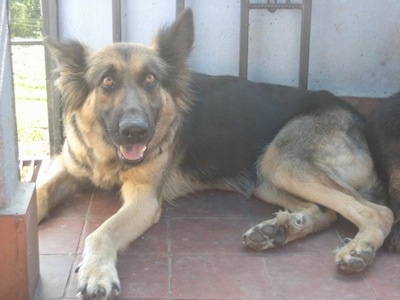 A black and tan German Shepherd is laying on a red tiled floor in front of an open doorway. It is looking forward, its mouth is open and tongue is out