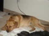 A tan with black German Sheprador is sleeping on top of a white blanket on a floor.