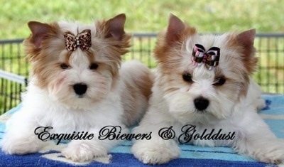 GW and Autumn the Golddust Yorkies, photo courtesy of Exquisite Biewer ...