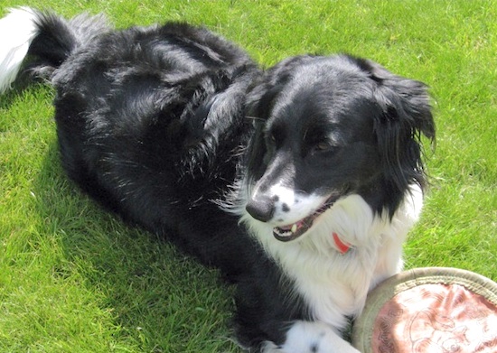 A black with white Golden Border Retriever is laying in a field with a cloth frisbee toy in front of it.