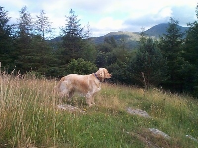 A Golden Cocker Retriever is standing in a field with pine trees and a view of a mountain behind it.