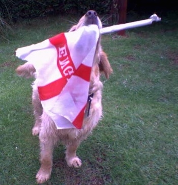 A Golden Cocker Retriever is outside in grass looking up with a white and red emergency flag in its mouth