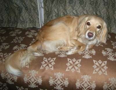 A Golden Cocker Retriever is curled up on a brown couch