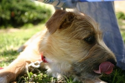 A Golden Dox puppy is laying down in a field under a chair. It is licking its nose