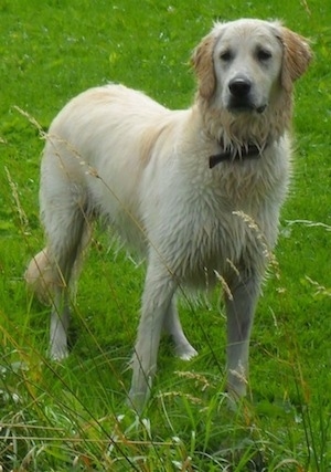 A wet Golden Retriever is standing in grass. It is looking slightly to the left