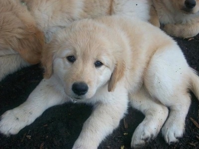 Close Up - A Golden Sammy is laying oustside in soil with its littermates behind it