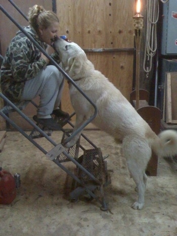 A lady is sitting at the top of a portable metal staircase inside of a barn while a Great Pyrenees dog climbs up to lick her face