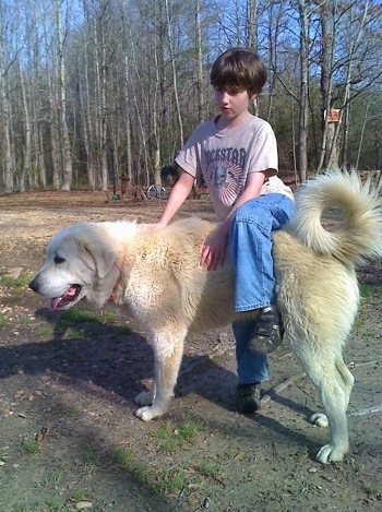 A young boy has one leg over the back of a Great Pyrenees outside in a field with a line of trees behind them.