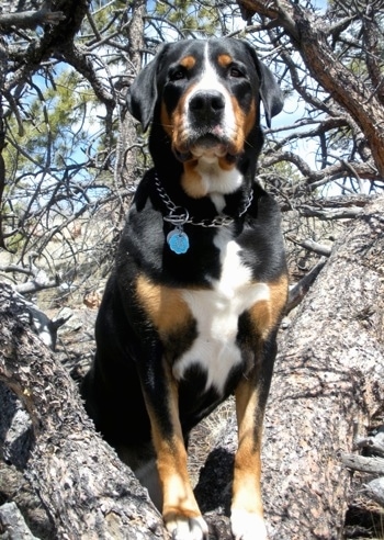 A tricolor black, tan and white Greater Swiss Mountain Dog is wearing a choke chain collar standing up in a tree