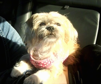 A tan longhaired Griffichon dog is wearing a pink polka dot bandana laying on a persons stomach on the back of a vehicle.