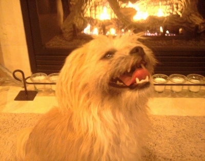 A tan longhaired Griffichon is sitting in front of a fireplace panting looking up.