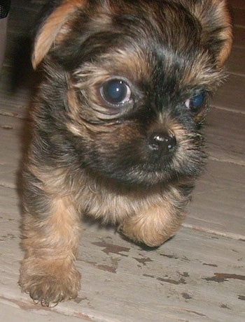Close Up - A black and brown Griffonshire puppy is trotting across a wooden deck at night.