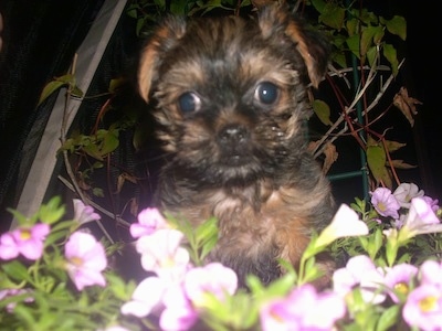 A black and brown Griffonshire puppy is sitting in the middle of purple flowers at night.
