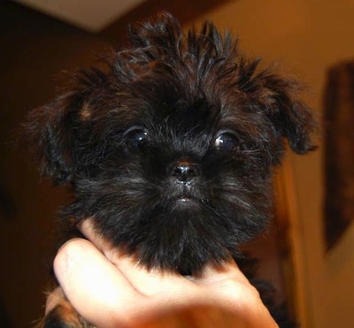Close Up head shot - A black with brown Griffonshire puppy is being held in the air by a person's hands.
