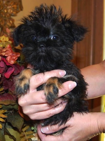 A black with brown Griffonshire puppy is being held by a person's hands next to a plant