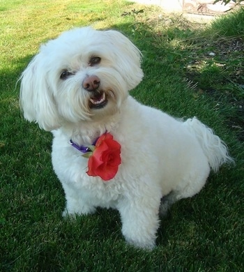 Bichon Frise / Havanese Hybrid Dog