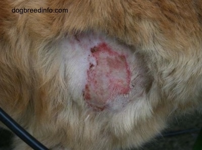 Close Up - a shaved area on a dog exposing a raw red and yellow brown sore patch