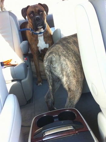 A brindle with white Boxer and the back of a blue nose brindle Pitbull Terrier are waiting in a car