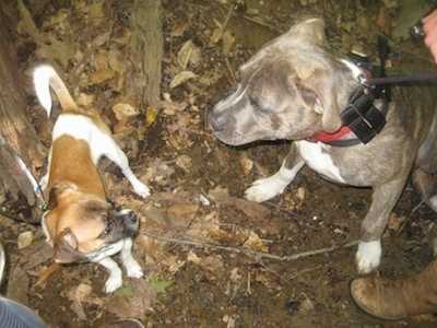 Top down view of a blue nose brindle Pit Bull Terrier meeting a new tan and white dog