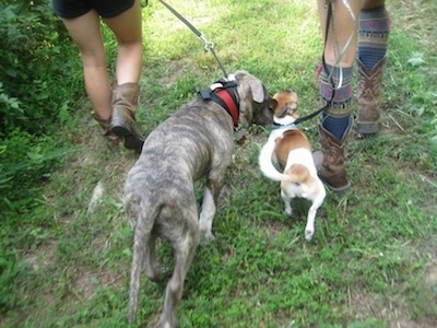 The back of a blue nose brindle Pit Bull Terrier and a tan and white dog are being lead on a walk together