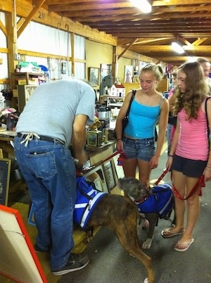 The left side of a blue nose brindle Pit Bull Terrier and a brown brindle Boxer are wearing blue vests and are being walked around a farmers market