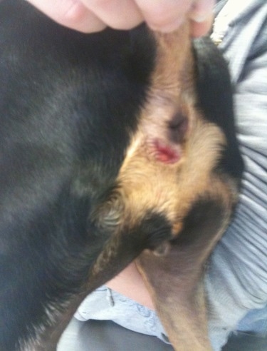 Close Up - A person holding up the tail of Twiggy the Min Pin showing the red hole to the bottom left side of her anus