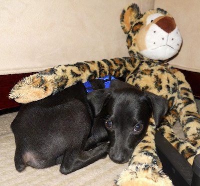 A black Italian Grey Min Pin dog is wearing a blue harness laying down next to a plush Cheetah toy that is larger than the dog.