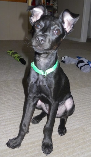 A black Italian Grey Min Pin is sitting on a tan carpet with dog toys behind it