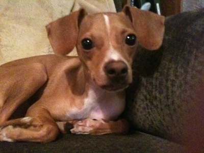 Close Up - A red with white Italian Grey Min Pin is laying against the arm of a dark green couch with a tan throw blanket behind it.