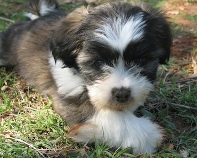 Jack+russell+shih+tzu+mix+puppies+for+sale