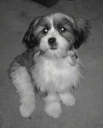 Jack+russell+shih+tzu+mix+puppies+for+sale