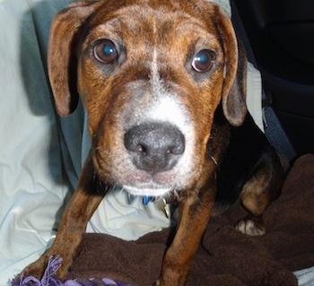 Close Up - A brown and black with white Jack-A-Bee is laying on a blanket in the back seat of a vehicle