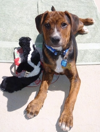 A brown and black with white Jack-A-Bee is laying on a towel. There is a plush skunk toy and a pair of flip flop shoes next to it