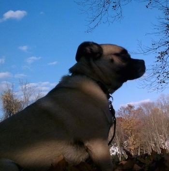 View from the bottom looking up - A tan Jug is sitting in fallen leaves and looking forward. there are bare trees and a bright blue sky behind it