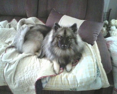 A Keeshond is laying on top of blankets on top of a couch looking up.