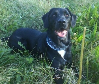 A black with white Labradinger is laying in tall grass  wearing a blue bandana. Its mouth is open.