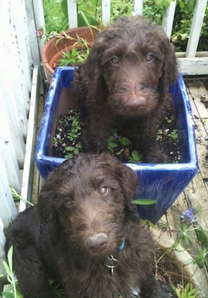Two wavy-coated chocolate Labradoodle puppies are sitting in dirt inside of potted plants on a porch.