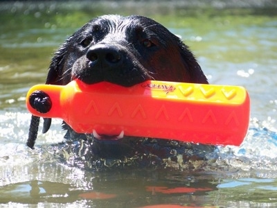 Dozer Dog