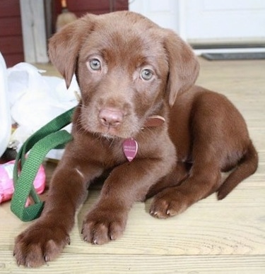 Brown Labrador