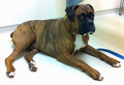 The right side of a brown brindle with white Boxer that is laying on the floor at a veterinarians office
