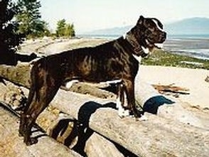 A black with white Lakota Mastino dog is standing on top of lots of fallen logs with a nice sceanic view of a valley in the distance.