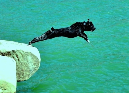 Action shot - A black Lakota Mastino dog is jumping off of a rock into a body of green water. Its back legs are touching the edge of a rock ledge and its entire front end is stretched forward in mid-air.